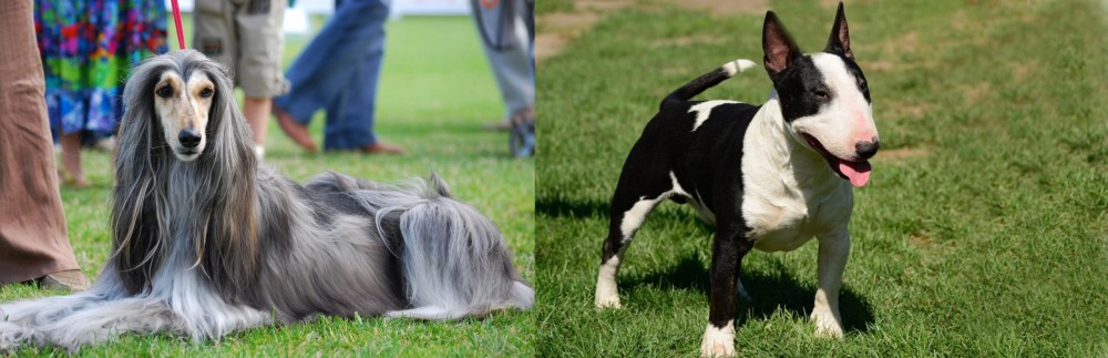 Bull Terrier Miniature vs Afghan Hound - Breed Comparison