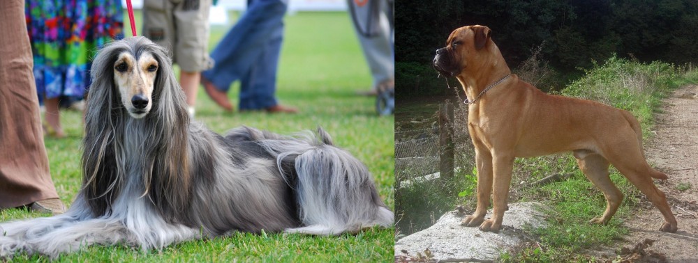 Bullmastiff vs Afghan Hound - Breed Comparison
