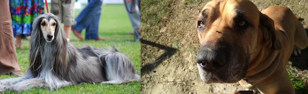 Cabecudo Boiadeiro vs Afghan Hound - Breed Comparison