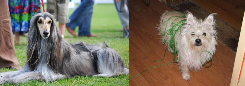 Cairland Terrier vs Afghan Hound - Breed Comparison