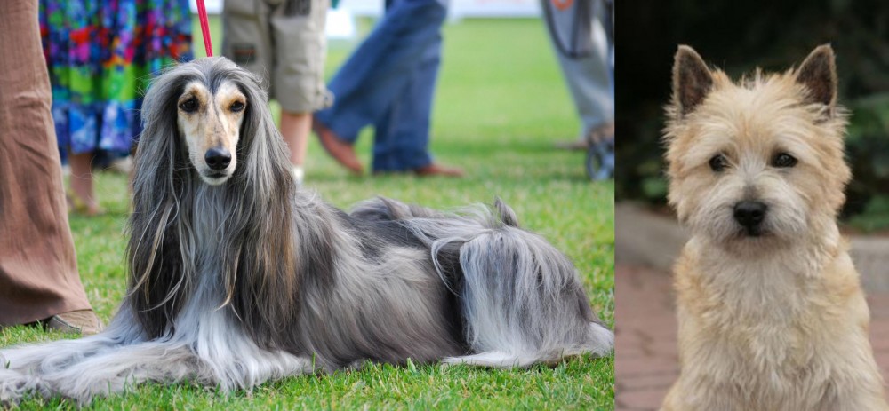 Cairn Terrier vs Afghan Hound - Breed Comparison