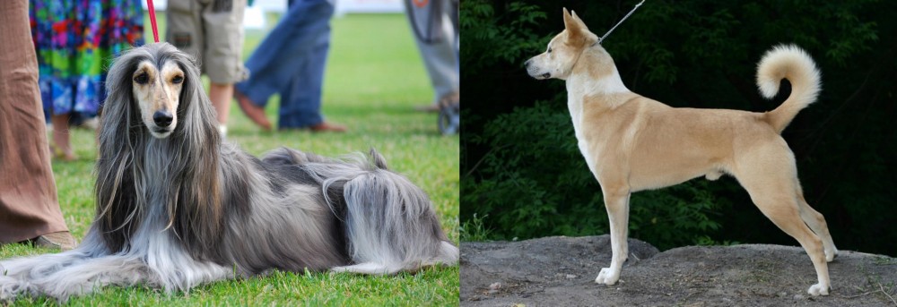 Canaan Dog vs Afghan Hound - Breed Comparison