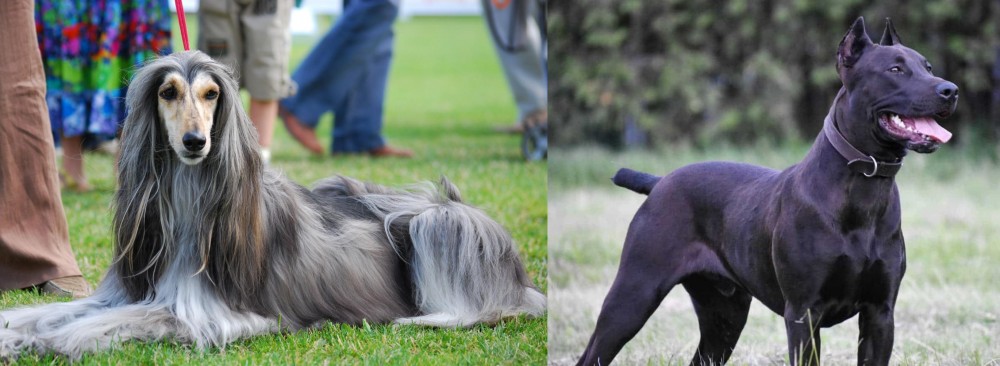 Canis Panther vs Afghan Hound - Breed Comparison