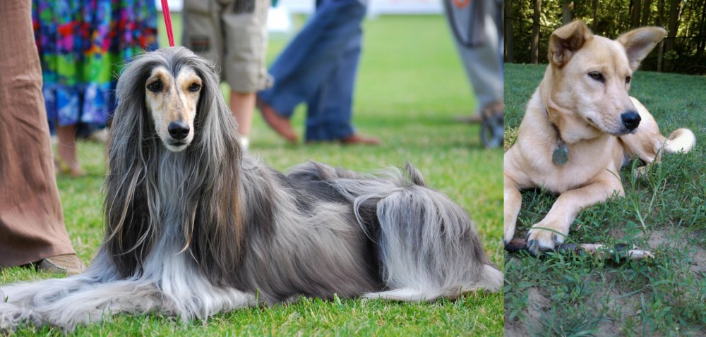Carolina Dog vs Afghan Hound - Breed Comparison