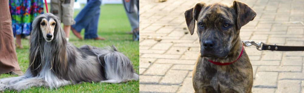 Catahoula Bulldog vs Afghan Hound - Breed Comparison