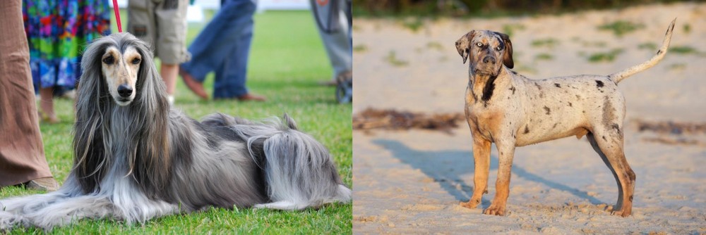 Catahoula Cur vs Afghan Hound - Breed Comparison