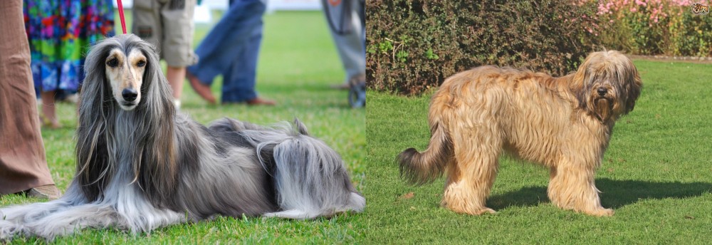Catalan Sheepdog vs Afghan Hound - Breed Comparison
