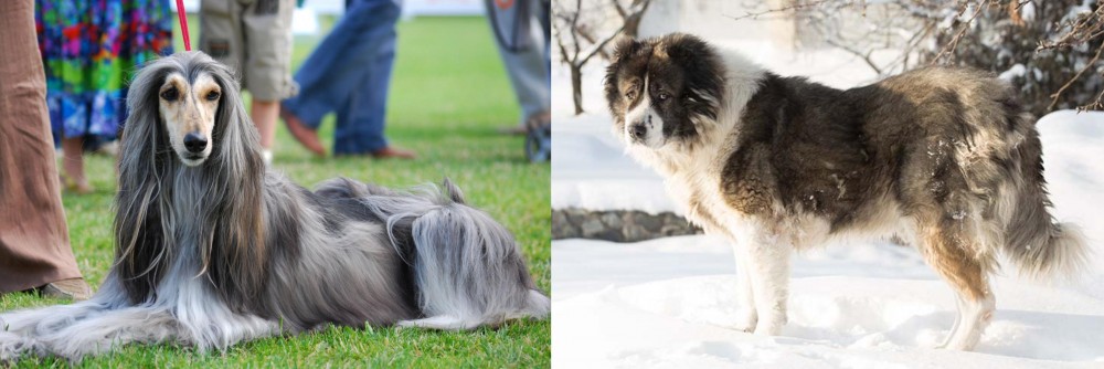 Caucasian Shepherd vs Afghan Hound - Breed Comparison