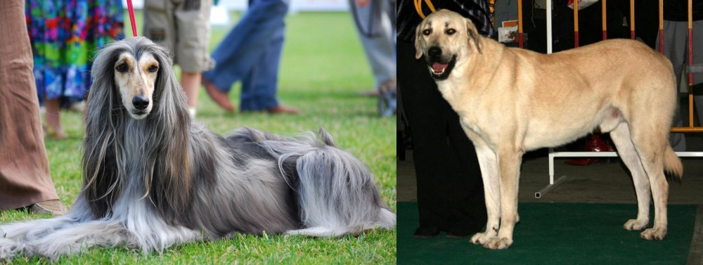 Central Anatolian Shepherd vs Afghan Hound - Breed Comparison