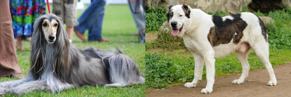 Central Asian Shepherd vs Afghan Hound - Breed Comparison