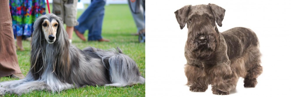 Cesky Terrier vs Afghan Hound - Breed Comparison