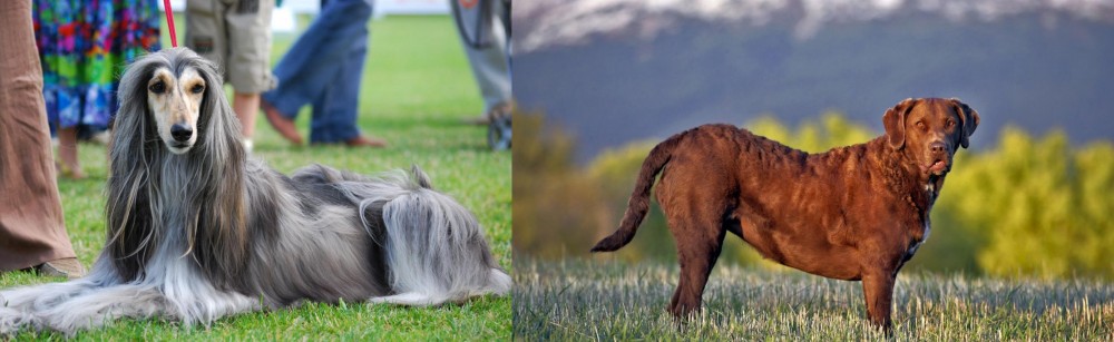 Chesapeake Bay Retriever vs Afghan Hound - Breed Comparison