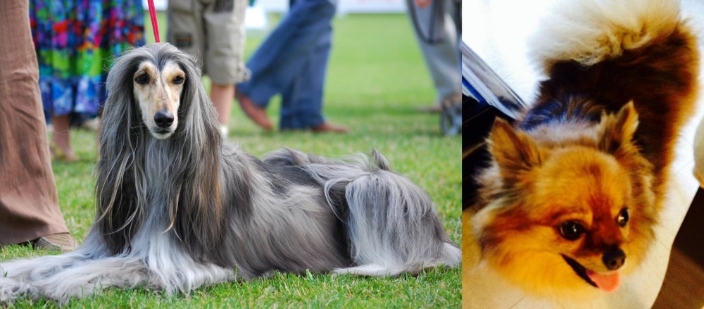 Chiapom vs Afghan Hound - Breed Comparison