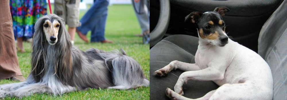 Chilean Fox Terrier vs Afghan Hound - Breed Comparison