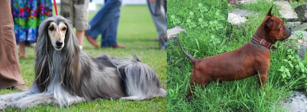 Chinese Chongqing Dog vs Afghan Hound - Breed Comparison