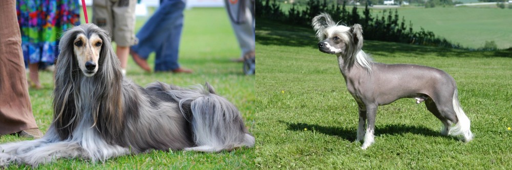 Chinese Crested Dog vs Afghan Hound - Breed Comparison