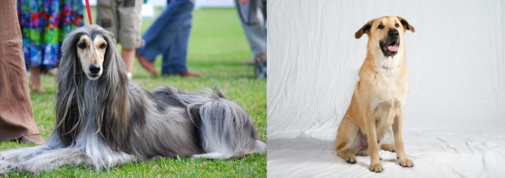 Chinook vs Afghan Hound - Breed Comparison