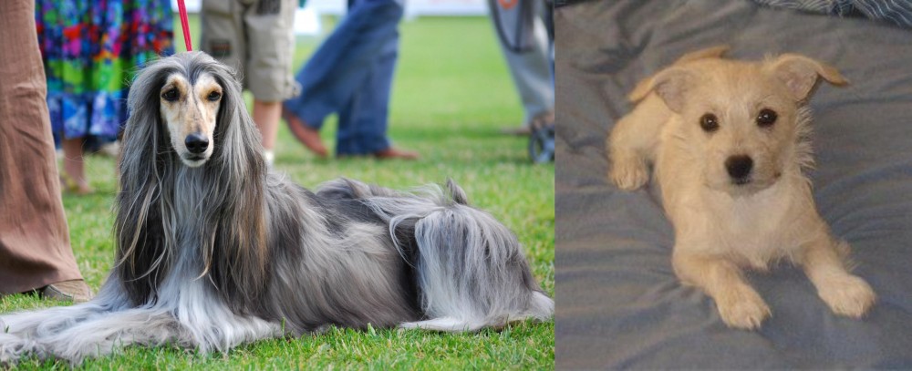 Chipoo vs Afghan Hound - Breed Comparison
