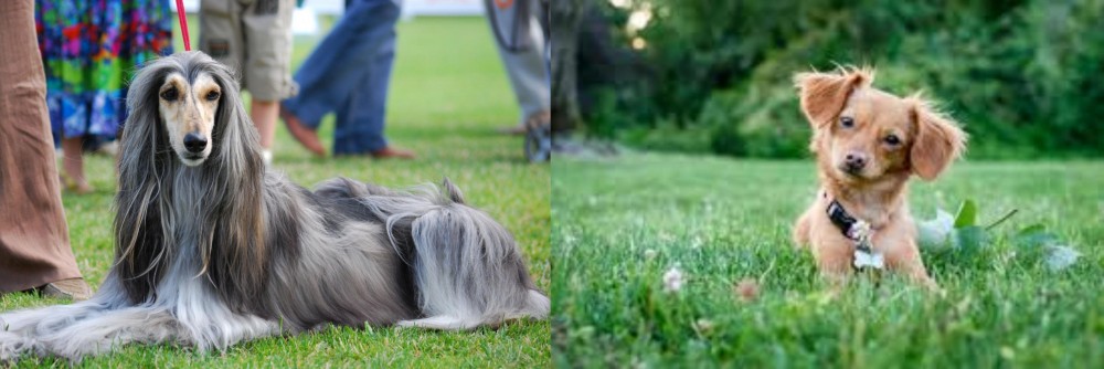 Chiweenie vs Afghan Hound - Breed Comparison