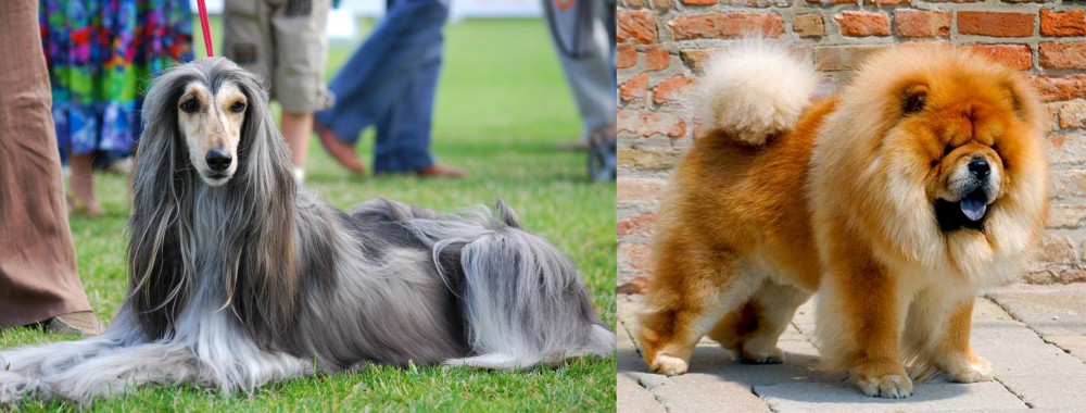 Chow Chow vs Afghan Hound - Breed Comparison
