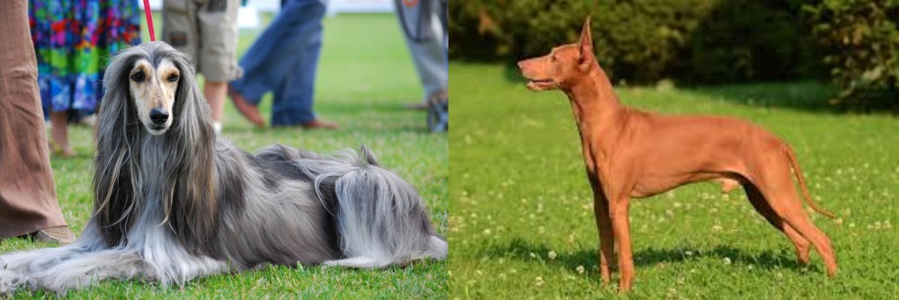 Cirneco dell'Etna vs Afghan Hound - Breed Comparison