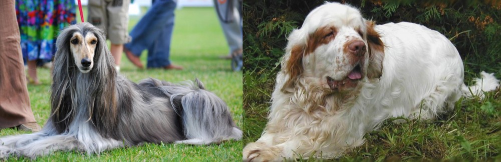 Clumber Spaniel vs Afghan Hound - Breed Comparison