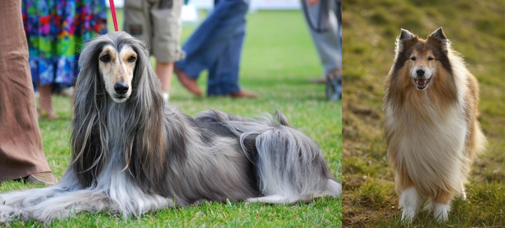 Collie vs Afghan Hound - Breed Comparison