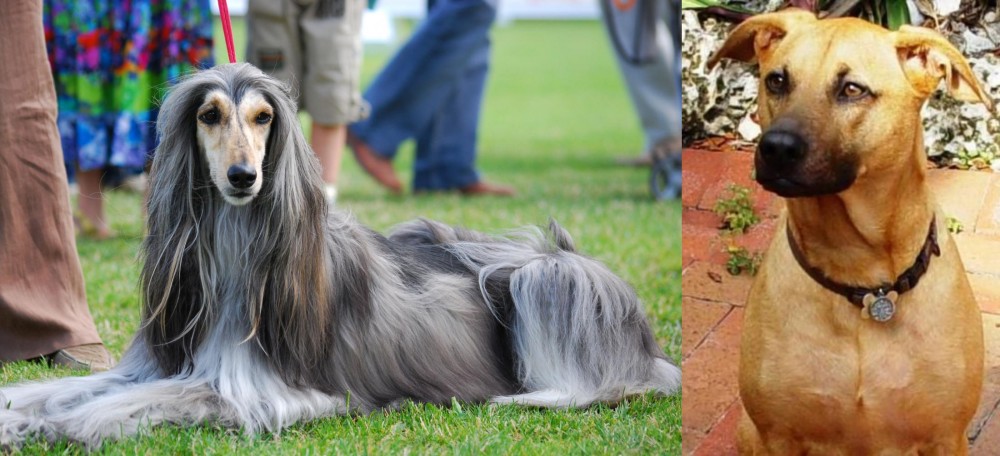 Combai vs Afghan Hound - Breed Comparison