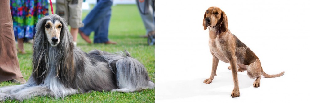 Coonhound vs Afghan Hound - Breed Comparison