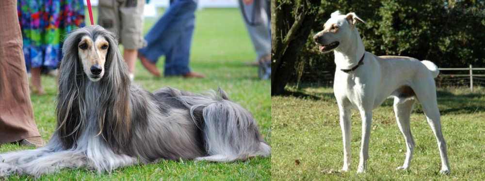 Cretan Hound vs Afghan Hound - Breed Comparison