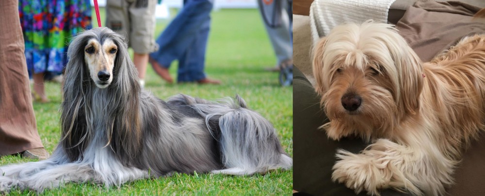 Cyprus Poodle vs Afghan Hound - Breed Comparison