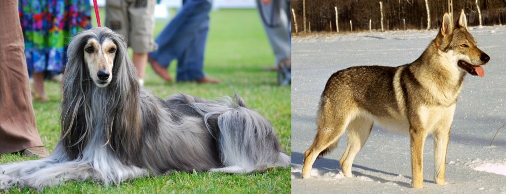 Czechoslovakian Wolfdog vs Afghan Hound - Breed Comparison