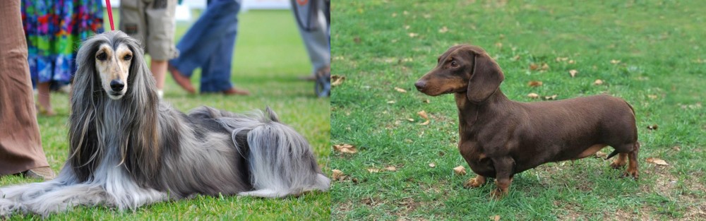 Dachshund vs Afghan Hound - Breed Comparison