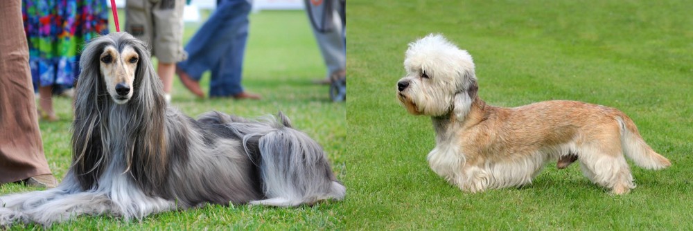 Dandie Dinmont Terrier vs Afghan Hound - Breed Comparison