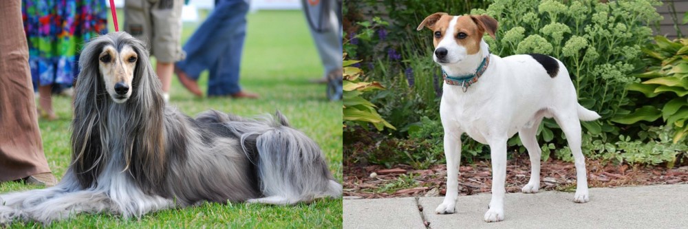 Danish Swedish Farmdog vs Afghan Hound - Breed Comparison