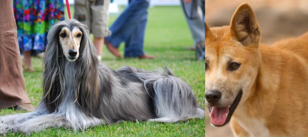 Dingo vs Afghan Hound - Breed Comparison