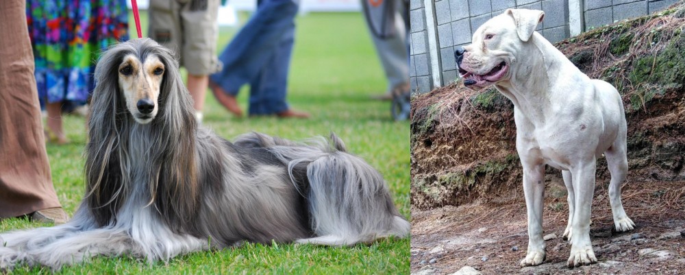 Dogo Guatemalteco vs Afghan Hound - Breed Comparison