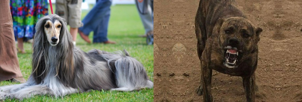 Dogo Sardesco vs Afghan Hound - Breed Comparison