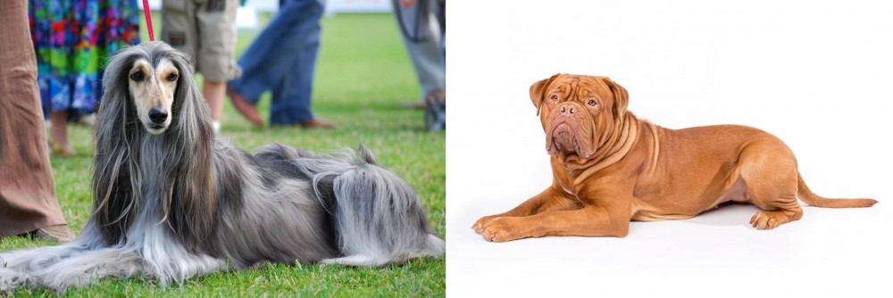 Dogue De Bordeaux vs Afghan Hound - Breed Comparison