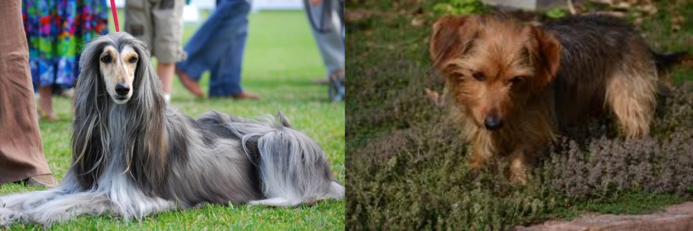 Dorkie vs Afghan Hound - Breed Comparison