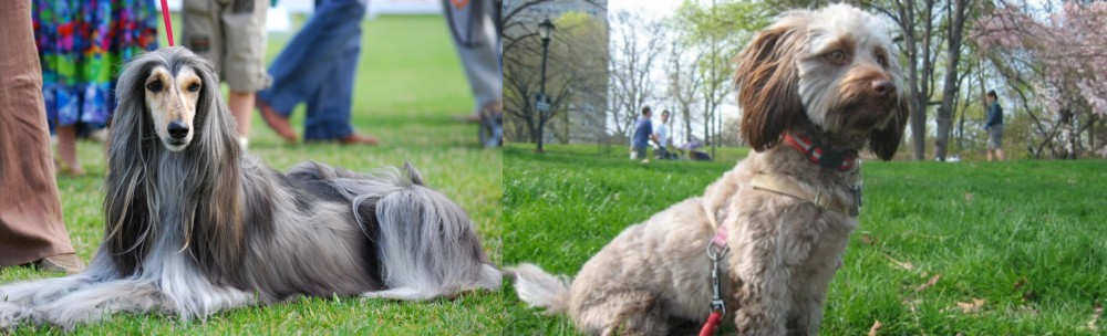 Doxiepoo vs Afghan Hound - Breed Comparison