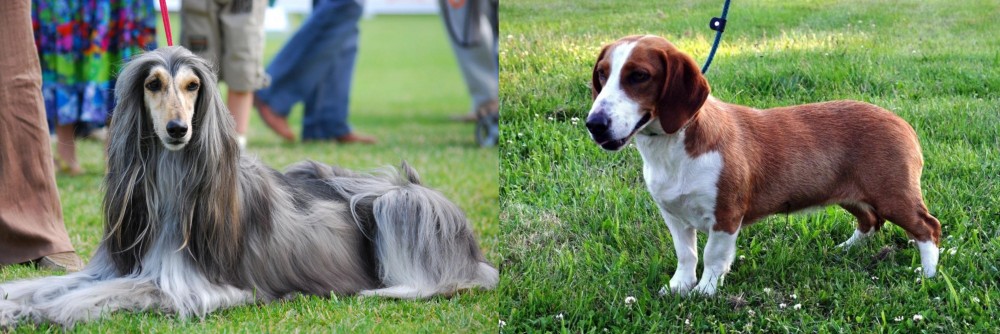Drever vs Afghan Hound - Breed Comparison