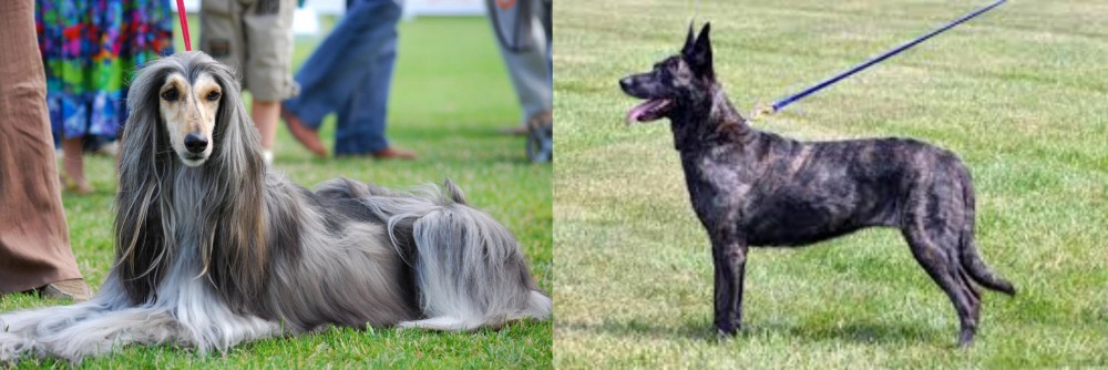 Dutch Shepherd vs Afghan Hound - Breed Comparison
