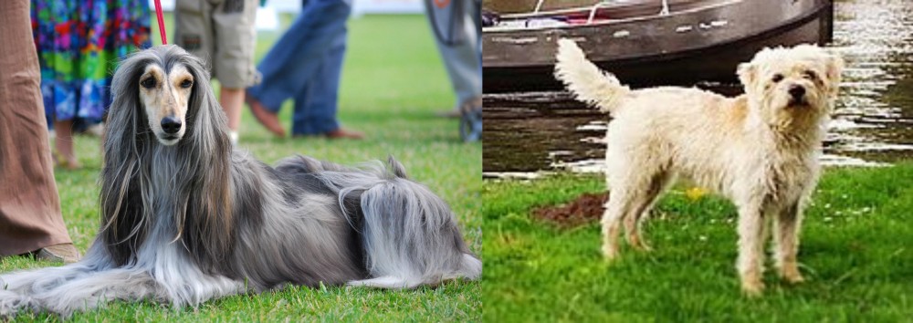 Dutch Smoushond vs Afghan Hound - Breed Comparison