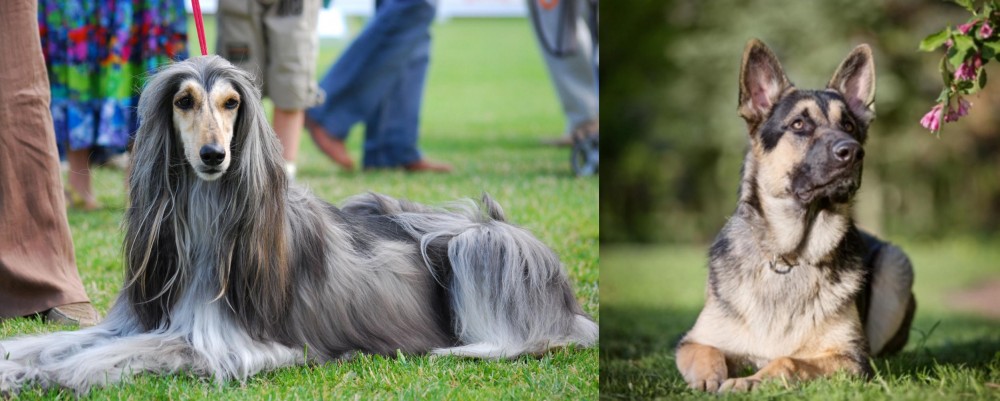 East European Shepherd vs Afghan Hound - Breed Comparison