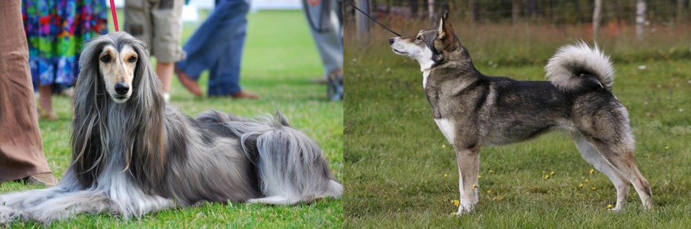East Siberian Laika vs Afghan Hound - Breed Comparison