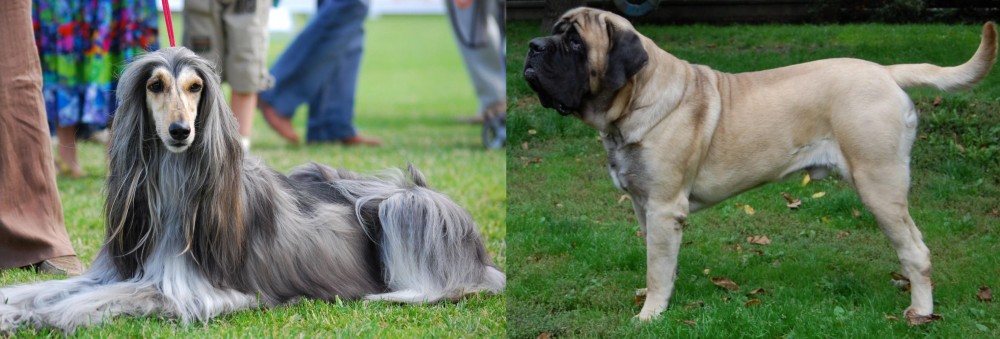 English Mastiff vs Afghan Hound - Breed Comparison