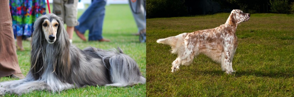English Setter vs Afghan Hound - Breed Comparison