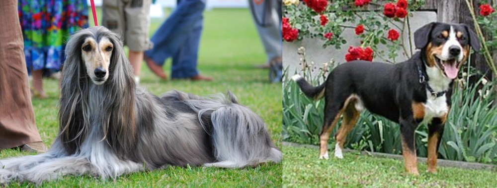 Entlebucher Mountain Dog vs Afghan Hound - Breed Comparison