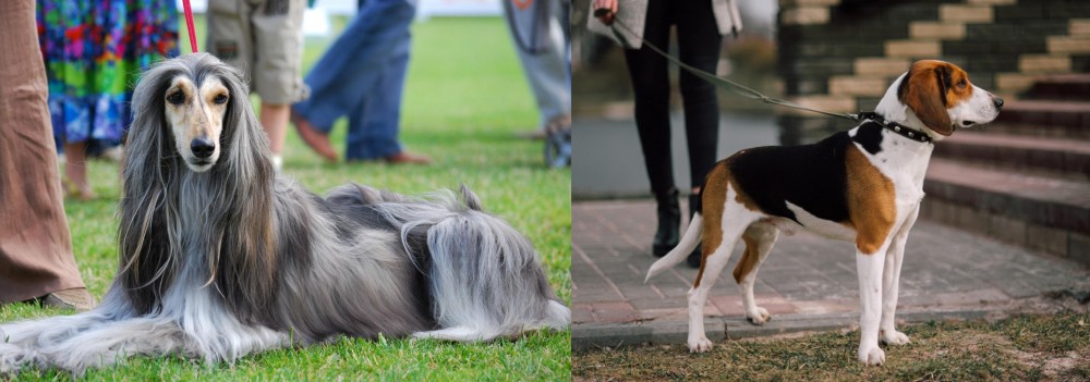 Estonian Hound vs Afghan Hound - Breed Comparison
